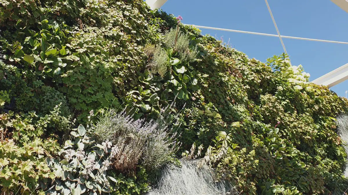 Mix roślin na zielonej ścianie Wyspa Słodowa