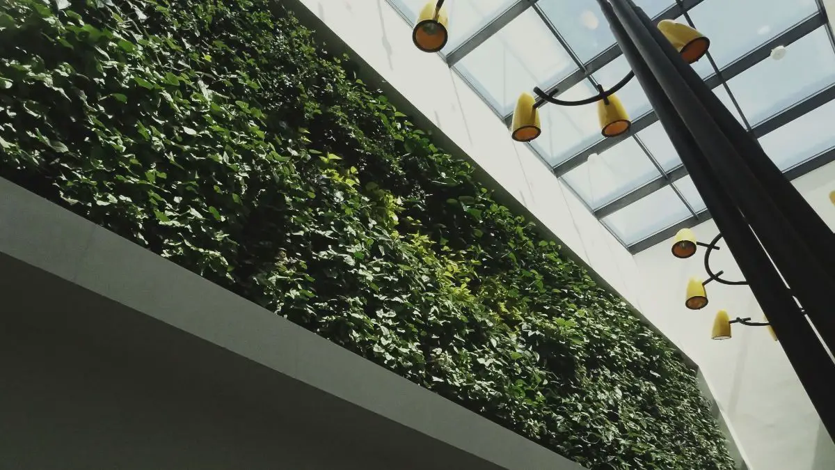 Zielona ściana w lobby przy szatniach